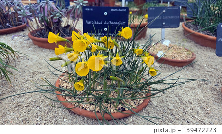 Yellow narcissus daffodil cluster in terracotta pot on sandy display for botanical exhibit label and garden background Yellow narcissus daffodil cluster in terracotta pot on sandy display for botanical exhibit label and garden background 139472223