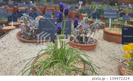 Closeup of small blue muscari in a labeled pot at botanical nursery for plant catalog background and spring garden poster design Closeup of small blue muscari in a labeled pot at botanical nursery for plant catalog background and spring garden poster design 139472224
