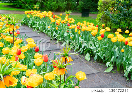 Rows of tulip flowers Rows of tulip flowers 139472255