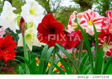 Vibrant and Striking Amaryllis Blooms Flourishing in a Beautifully Colorful and Inviting Garden Setting Vibrant and Striking Amaryllis Blooms Flourishing in a Beautifully Colorful and Inviting Garden Setting 139472256