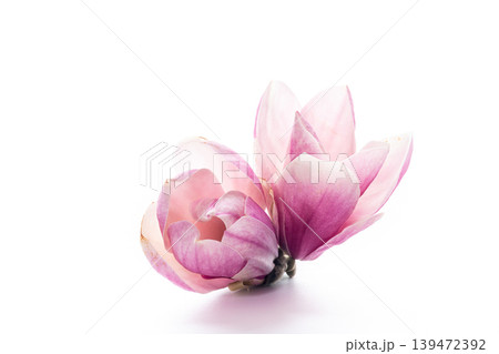 delicate pink magnolia flowers isolated on soft white background delicate pink magnolia flowers isolated on soft white background 139472392