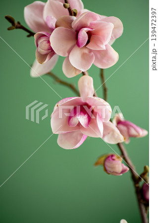 elegant magnolia bloom closeup with minimal green background 139472397