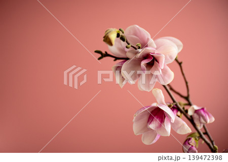 Spring magnolia flowers close up on pink background with buds 139472398