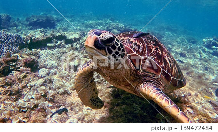 A detailed view of a green sea turtle with a remora attached to its shell while navigating the seafloor. Dauin, Philippines A detailed view of a green sea turtle with a remora attached to its shell while navigating the seafloor. Dauin, Philippines 139472484