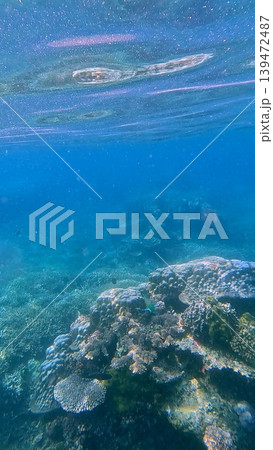 A scenic underwater view showcases a healthy coral reef beneath clear waters. Dauin, Philippines 139472487