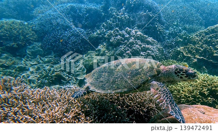 A critically endangered hawksbill sea turtle (Eretmochelys imbricata) foraging for algae among the dense acropora coral colonies in  Dauin, Philippines 139472491