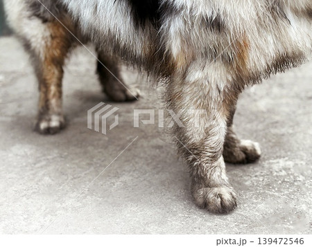 Long-haired dog is very dirty for a walk. Close up photo of dirty paws, dirty white wool. Crop photo dog need wash Long-haired dog is very dirty for a walk. Close up photo of dirty paws, dirty white wool. Crop photo dog need wash 139472546