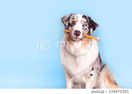 Aussie dog with multi colored eyes marble color holds a orange toothbrush in mouth. Oral hygiene, animal care blue background close up photo copy space Aussie dog with multi colored eyes marble color holds a orange toothbrush in mouth. Oral hygiene, animal care blue background close up photo copy space 139472563