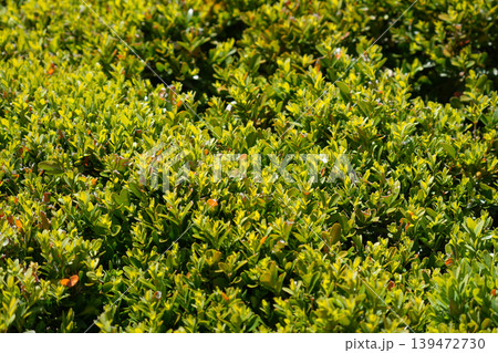 A green fence of bright small green leaves making natural background motive. A green fence of bright small green leaves making natural background motive. 139472730