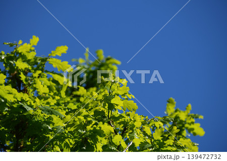 Bright green leaves of an oak tree against bright blue sky in natural sunlight. Bright green leaves of an oak tree against bright blue sky in natural sunlight. 139472732
