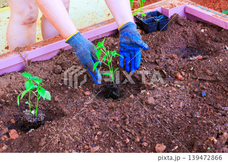 Farmer hands are placing young tomato plants into prepared garden bed filled with soil dirt. Farmer hands are placing young tomato plants into prepared garden bed filled with soil dirt. 139472866