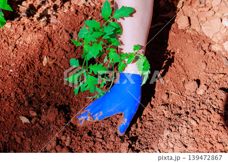 Farmer hand blue glove is placing small tomato plant into brown soil in garden during springtime 139472867