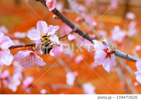 Bee gathers pollen from pink peach blossom flowers on sunny spring in garden. Bee gathers pollen from pink peach blossom flowers on sunny spring in garden. 139473026