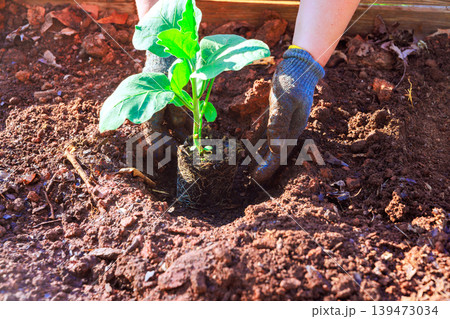 Gardener uses hands to place young eggplant plant into ground, preparing for growth at garden. Gardener uses hands to place young eggplant plant into ground, preparing for growth at garden. 139473034