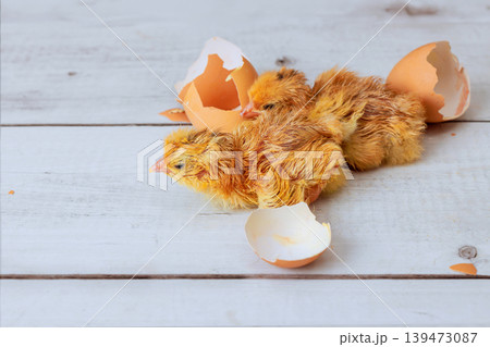 Two newborn chicks are breaking free from their eggshells on light wooden surface Two newborn chicks are breaking free from their eggshells on light wooden surface 139473087