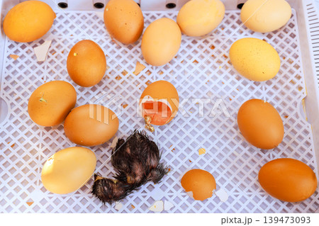 Chick breaks free from its egg while others remain in an incubator at farm. Chick breaks free from its egg while others remain in an incubator at farm. 139473093