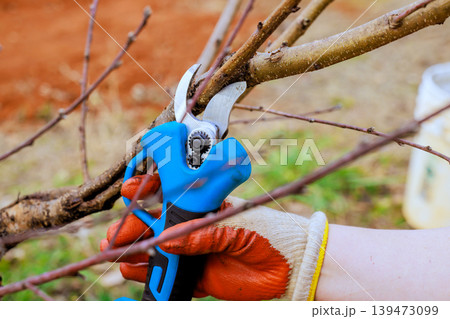 Hand holds pruning electric shears to cut branch in garden branch being pruned. 139473099