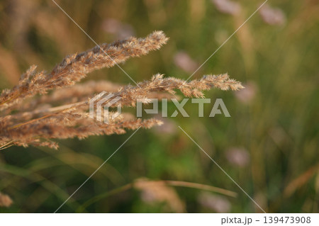 Fuzzy meadow dry grass panicles backlit with sunlight and vibrant bokeh 139473908