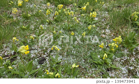 Yellow primrose flowers in green grass covered with white hailstones after spring storm, close up of blooming plants. Concept of unpredictable weather and nature resilience 139473941