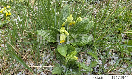 Top view of blooming yellow primrose plant surrounded by green grass and white hail pellets on the ground after storm. Concept of nature resilience and weather changes Top view of blooming yellow primrose plant surrounded by green grass and white hail pellets on the ground after storm. Concept of nature resilience and weather changes 139473944