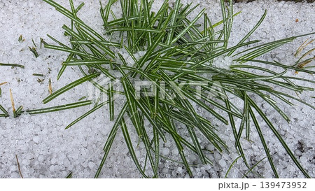 Green grass covered with white hail after spring storm, natural close-up texture for weather, cold snap, precipitation and seasonal background use. Green grass covered with white hail after spring storm, natural close-up texture for weather, cold snap, precipitation and seasonal background use. 139473952