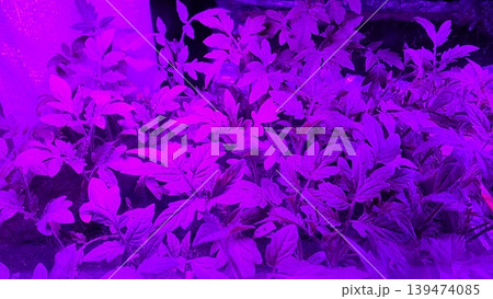 Green tomato seedlings growing in trays under vibrant purple and pink led grow light in indoor garden setting, concept of modern agriculture and smart plant cultivation 139474085