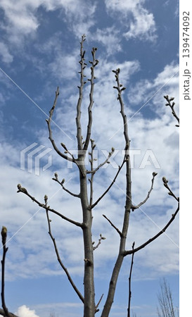 Low angle view of bare fruit tree branches with small emerging buds against blue sky with white clouds in spring. Concept of awakening nature and growth 139474092
