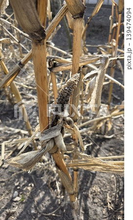 Close-up of dry withered corn stalks and rotten cob in an abandoned field on a sunny day. Concept of crop failure and agricultural drought Close-up of dry withered corn stalks and rotten cob in an abandoned field on a sunny day. Concept of crop failure and agricultural drought 139474094