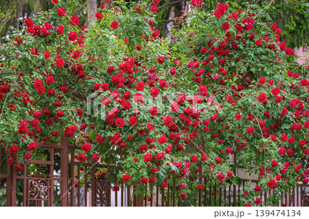 Red rose bush covers garden fence with clusters of blossoms, green leaves, and climbing branches. Natural background of rose gardening, floral design, landscaping, romance Red rose bush covers garden fence with clusters of blossoms, green leaves, and climbing branches. Natural background of rose gardening, floral design, landscaping, romance 139474134