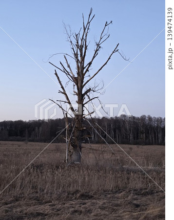 Single dead dry tree without leaves standing in brown autumn field against clear blue sky and distant forest. Concept of solitude and environmental change Single dead dry tree without leaves standing in brown autumn field against clear blue sky and distant forest. Concept of solitude and environmental change 139474139