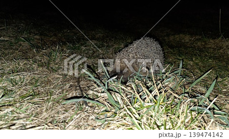 Small wild hedgehog foraging in green and dry grass at night under dark background. Concept of wildlife preservation and nocturnal animals behavior Small wild hedgehog foraging in green and dry grass at night under dark background. Concept of wildlife preservation and nocturnal animals behavior 139474142