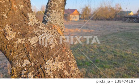 Close-up of rough tree bark with lichen on rural tree trunk, natural texture, shallow depth of field, warm sunset light, outdoor countryside scene. Close-up of rough tree bark with lichen on rural tree trunk, natural texture, shallow depth of field, warm sunset light, outdoor countryside scene. 139474187