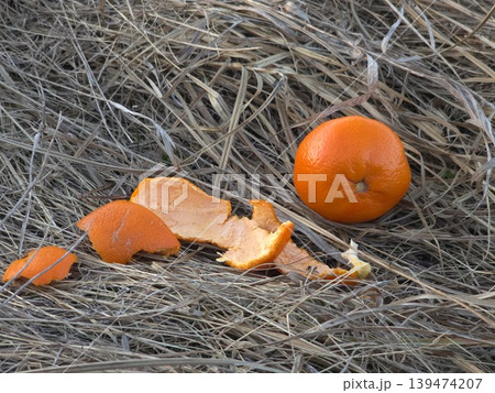 Whole orange tangerine and fresh peel lying on dry grey straw outdoors in natural soft daylight. Concept of ecological waste and contrast of colors Whole orange tangerine and fresh peel lying on dry grey straw outdoors in natural soft daylight. Concept of ecological waste and contrast of colors 139474207