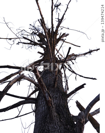 Isolated old dead tree with gnarled bare branches and rough textured bark seen from low angle on transparent background. Concept of decay and natural textures Isolated old dead tree with gnarled bare branches and rough textured bark seen from low angle on transparent background. Concept of decay and natural textures 139474214