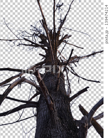 Isolated old dead tree with gnarled bare branches and rough textured bark seen from low angle on transparent background. Concept of decay and natural textures Isolated old dead tree with gnarled bare branches and rough textured bark seen from low angle on transparent background. Concept of decay and natural textures 139474214