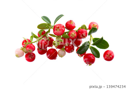 Fresh cowberry berries with leaves, isolated on white background. Ripe cranberry, cowberry, lingonberry. Clipping path. 139474234