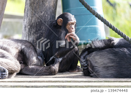 A group of chimpanzees sleeping on wooden planks in the sunshine 139474448