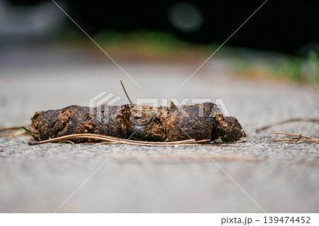 Dog feces left on a public sidewalk. Concept of irresponsible pet owners, street hygiene, sanitation rules, cleanup duty, pollution, and fines for dog waste in urban areas. 139474452