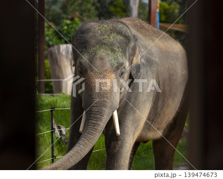 A large elephant looking through the railings of a fence 139474673
