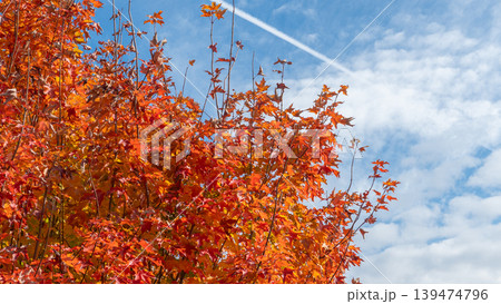 Vibrant orange and red autumn leaves against a clear blue sky with wispy clouds and a jet contrail in the background 139474796