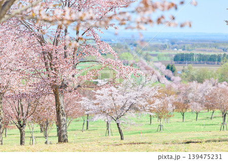 中札内村の桜 中札内村の桜 139475231