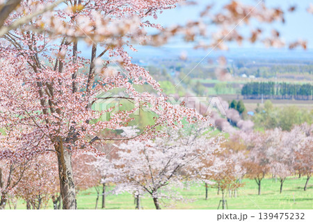 中札内村の桜 139475232