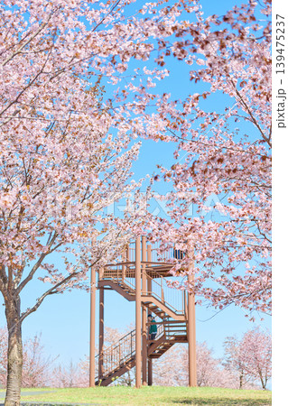 中札内村の桜 中札内村の桜 139475237