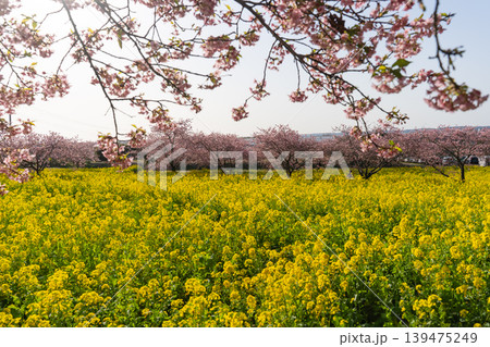 岩井の堰の河津桜と菜の花畑が彩る春風景 岩井の堰の河津桜と菜の花畑が彩る春風景 139475249