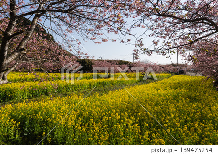 岩井の堰の河津桜と菜の花畑が彩る春風景 岩井の堰の河津桜と菜の花畑が彩る春風景 139475254