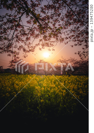 夕暮れに染まる岩井の堰の河津桜と菜の花畑 夕暮れに染まる岩井の堰の河津桜と菜の花畑 139475280