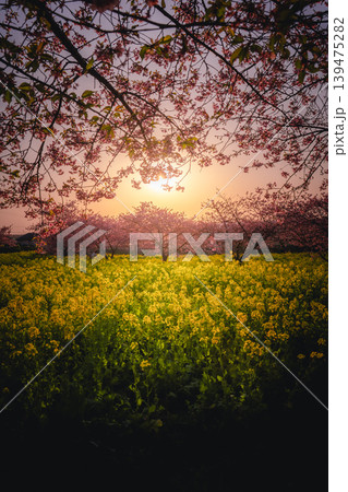 夕暮れに染まる岩井の堰の河津桜と菜の花畑 夕暮れに染まる岩井の堰の河津桜と菜の花畑 139475282