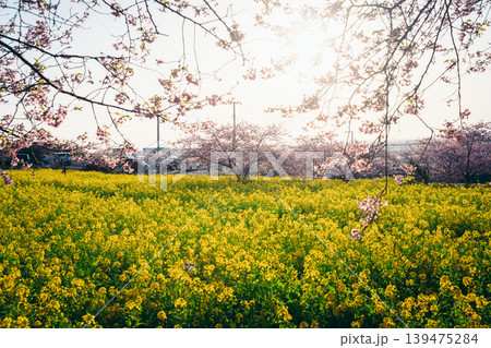 夕暮れに染まる岩井の堰の河津桜と菜の花畑 夕暮れに染まる岩井の堰の河津桜と菜の花畑 139475284
