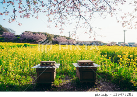岩井の堰の菜の花畑と河津桜に囲まれた養蜂箱 岩井の堰の菜の花畑と河津桜に囲まれた養蜂箱 139475293