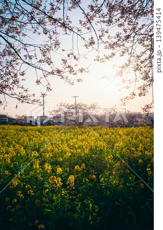 春の日差しに包まれる岩井の堰の河津桜と菜の花畑 春の日差しに包まれる岩井の堰の河津桜と菜の花畑 139475414